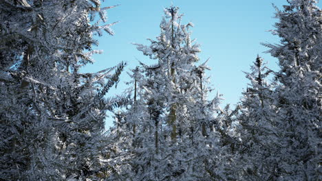Winter-Ruhiger-Wald-An-Sonnigen-Tagen
